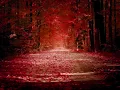 Noctuary