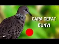 Download Lagu Cara Tekukur Cepat Bunyi Dengan Putar Suara Tekukur Ini Tekukur Muda Belajar Bunyi Akan Ikut Bunyi