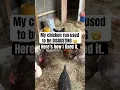 My chicken run was pretty gross until I made this one change