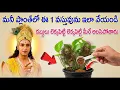 Lagu మనీ ప్లాంట్‌లో ఈ ఒక సాధారణ వస్తువు పెట్టండి | లక్ష్మీ కటాక్షం \u0026 పాజిటివ్ ఎనర్జీ రహస్యం