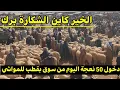 Download Lagu 🔴 دخول 50 نعجة على المباشر من سوق بوقطب اليوم الثلاثاء .. بيع جميع أنواع الكباش .. سوق المواشي اليوم