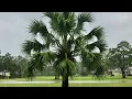 What is a palmetto tree What fruit grows on palmetto trees Palmetto vs palm tree