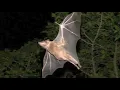 Suara Kelelawar Malam Sedang Mencari Buah | The Sound of Night Bats Looking For Fruit | 0102
