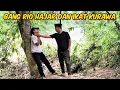 Download Lagu 🔴TERBARU BANG REY LAMPUNG BANG RIO HAJAR KURAWA DAN IKAT DI POHON