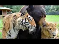 Download Lagu Tiger, Bear and Lion Live Together As Friends - Best of \
