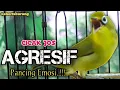 Download Lagu MASTERAN KECIAL KUNING LOMBA SUARA CIAK CIAK JOSS || TERAPI KECIAL KUNING MALAS BUNYI