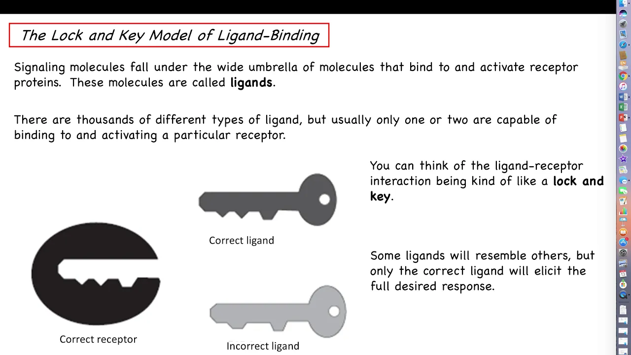 Human Physiology - Communication Lecture, Part 2 - The Ligand-Receptor Relationship