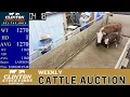 Arkansas Cattle Price Discovery Live at Clinton Stockyards March 7 2026