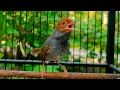 Download Lagu Terbukti ampuh. suara pikat prenjak kepala merah/suara pikat prenjak tamu.