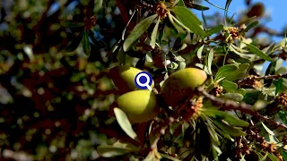 شجرة الأركان ذهب أخضر مغربي خالص  شجرة الأركان ذهب أخضر مغربي خالص