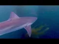 Swimming in the dark: tope sharks & caves, July 26-27, 2025