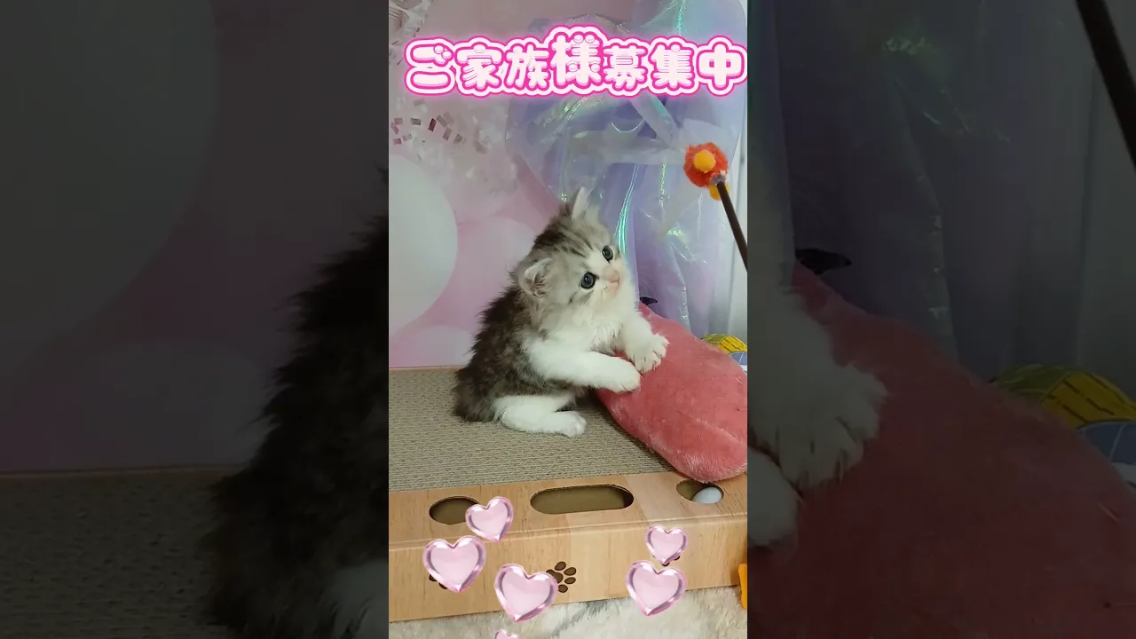 動画