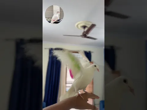 Tiger ek aawaz pr aa jata hai 🕊️♥️😍 #pigeon #pigeontraining #viralvideo #yourubeshorts