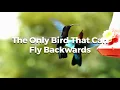 The Only Bird That Can Fly Backwards