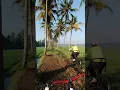 Download Lagu RAYUAN PULAU KELAPA #Shorts