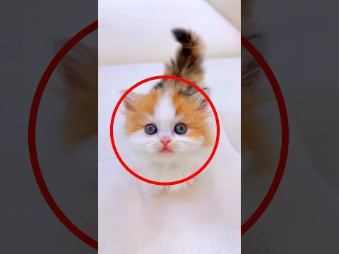 This Kitten Doesn't Want a Trip 😹😍