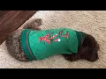 Pet Paradise Commercial