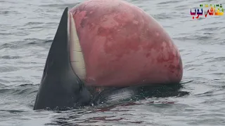 هذا ما يمكن أن يفعله أكبر حوت في العالم     دندنها