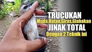 Download Cara Ampuh Menjinakan TRUCUKAN Muda hutan,Giras,Glabakan MP3