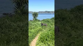 #Fyp #fypシ #pets #doberman #dream