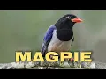 Download Lagu Suara dan panggilan burung murai biru paruh merah
