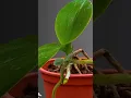 Download Lagu Just one spoon! The orchid revives and blooms instantly #orchid #plants #shorts #grow