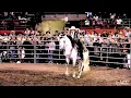 Joan Sebastian - Sangoloteadito (Live)