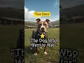Download Lagu Sergeant Stubby – The Stray Dog Who Became a World War Hero 🐾🇺🇸 #Shorts