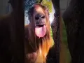 Download Lagu Funny Goat Videos Hahaha 2023 #shorts #viral
