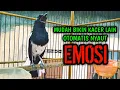 Download Lagu MUDAH BIKIN KACER LAIN OTOMATIS NYAUT LANGSUNG EMOSI !! PANCINGAN KACER GACOR PASTI NYAUT AMPUH.