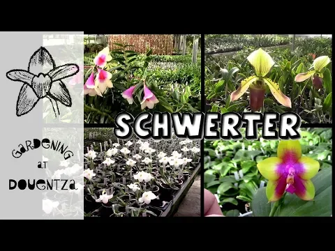 MY VISIT TO SCHWERTER ORCHID NURSERY IN GERMANY