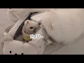 Download Lagu Mama heeft je niet verlaten, Pongki (Phoenix Pup is eindelijk thuis!)
