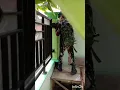 Download Lagu Tentara cilik