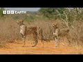 Download Lagu Top 10 Cheetah Moments | BBC Earth