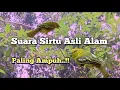 Download Lagu Suara Pikat Burung Sirtu Ribut Asli Alam