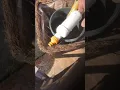AQUATIERE GARDEN HOSE FILTER FITTING ONTO A HOSE