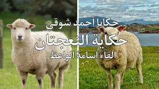 حكايا أحمد شوقي   النعجتان   القاء اسامة الواعظ  شعر  تصميمي  الفصحى دندنها