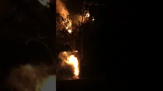 Australian Gum Tree Roaring with Fire - Volume up Watch till the end