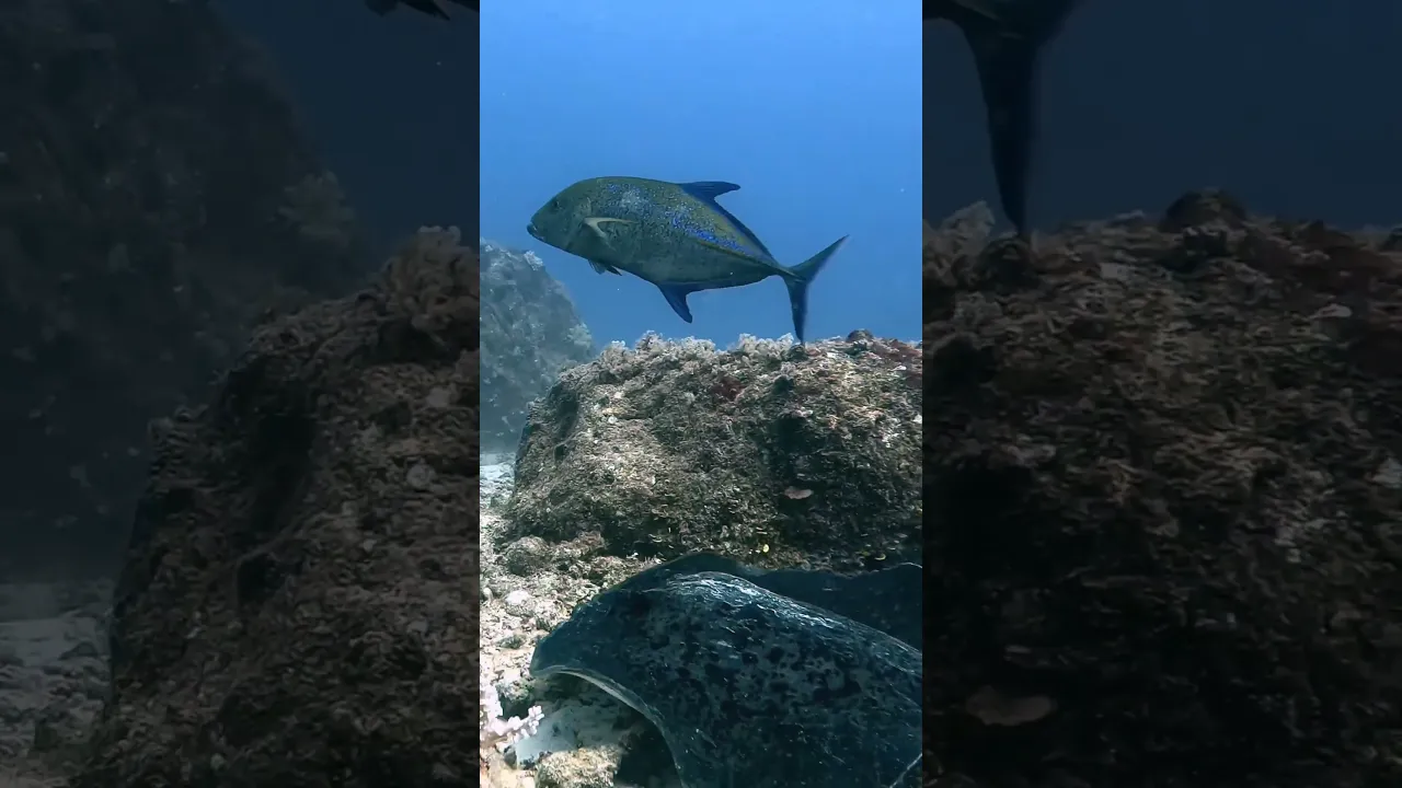 Hunting Stingray
