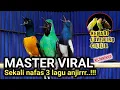 Download Lagu Joss banget !! MASTERAN FULL TEMB4K4N Kenari sambung lovebird \u0026 Cililin