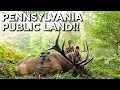 Pennsylvania Public Land Bull With A Bow