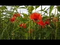 Flower 4K - Poppy flowers burn a triticale field Background