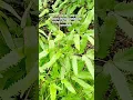 Download Lagu karena kejujuran yng setengah_setengah tetaplah bohong#tillawahqur'an#murrotalqur'an#taddarusqur'an