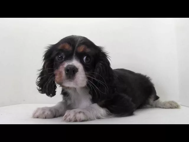 動画