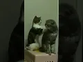 Kucing lucu dan mengemaskan lagi dipijat samakucilai