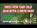 Download Lagu buktikan! Pancingan ciblek malas berkicau, ciblek betina memanggil jantan