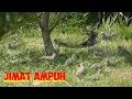 Download Lagu Jebakan Perkutut Paling Simpel Bisa Dapet Rombongan