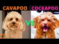 CAVAPOO VS COCKAPOO - Poodle Mix Breeds Comparison
