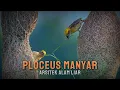Download Lagu Mengenal Burung Manyar - Ciri dan Habitatnya di Alam !