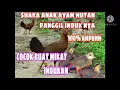 suara anak ayam panggil indukan